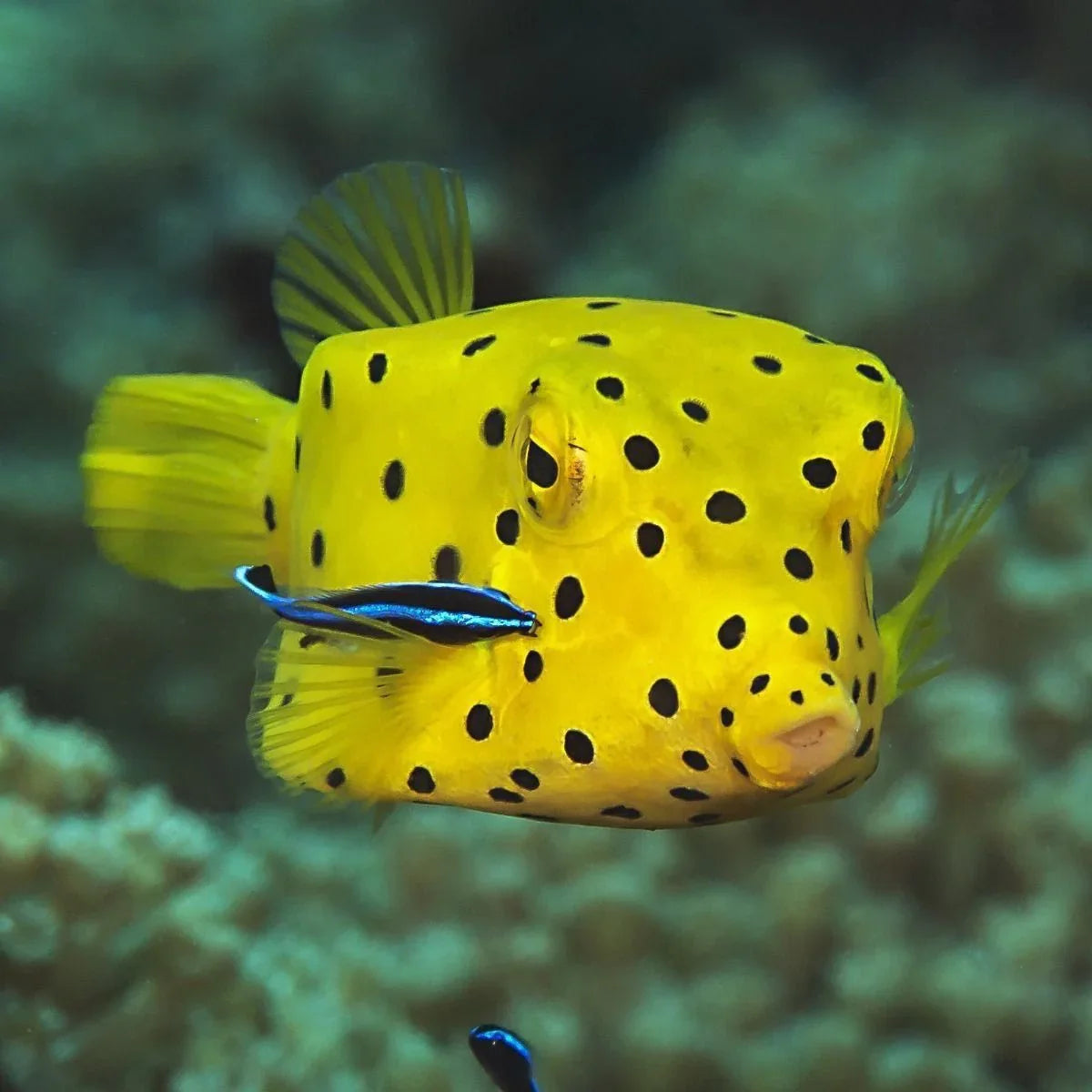 Boxfish — Ocean Reefs Marine Aquariums