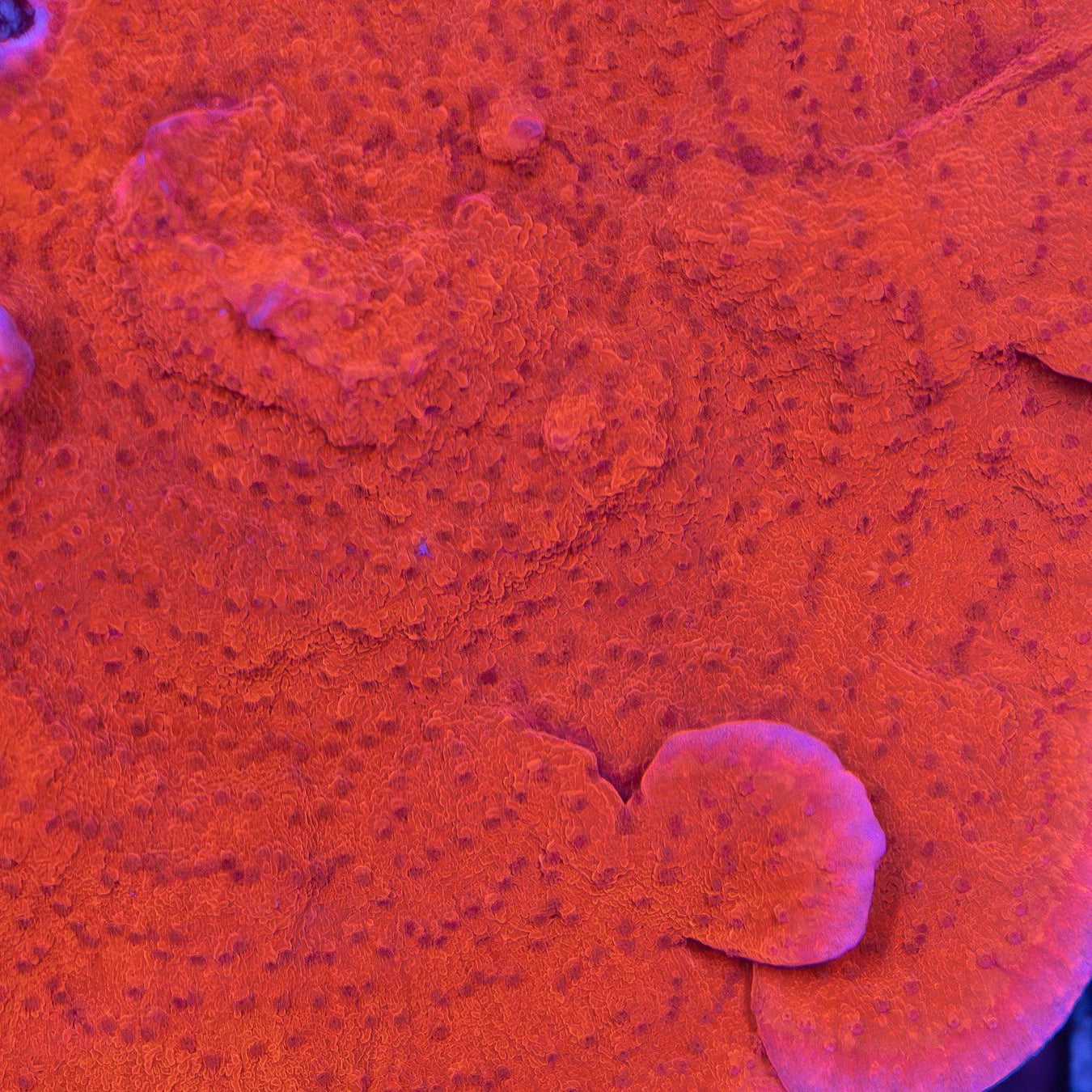 Montipora