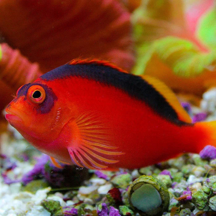 Hawkfish — Ocean Reefs Marine Aquariums
