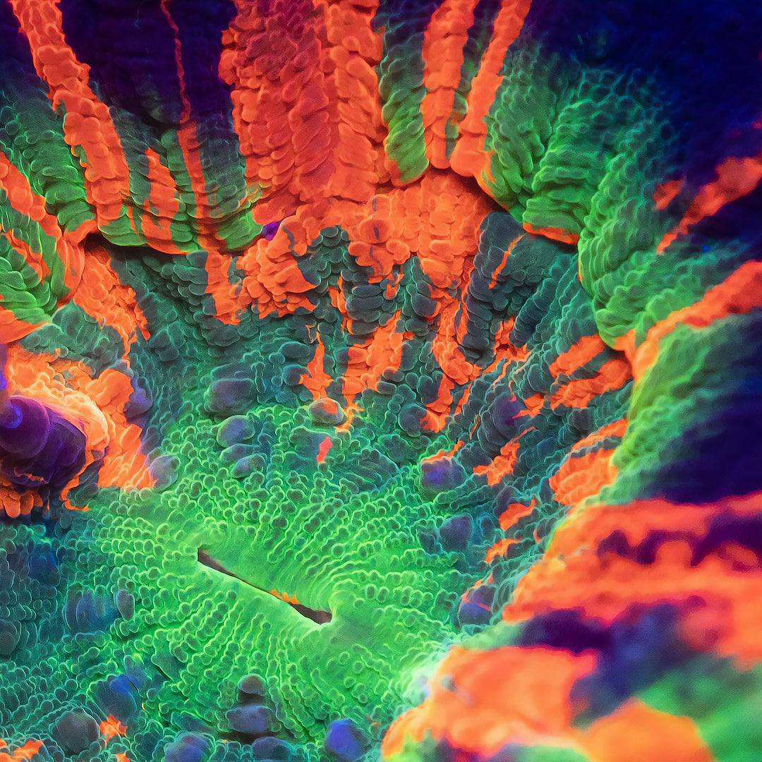 Scolys - Ocean Reefs Marine Aquariums