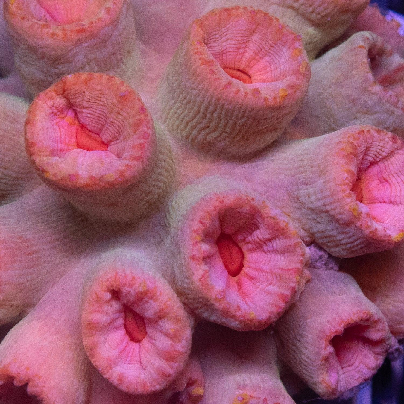 Suncoral - Ocean Reefs Marine Aquariums