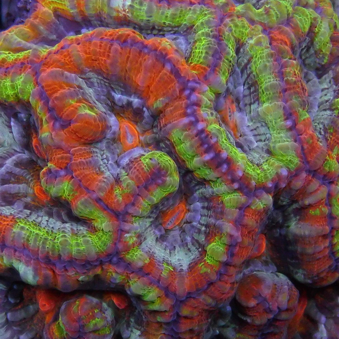 Symphillia - Ocean Reefs Marine Aquariums