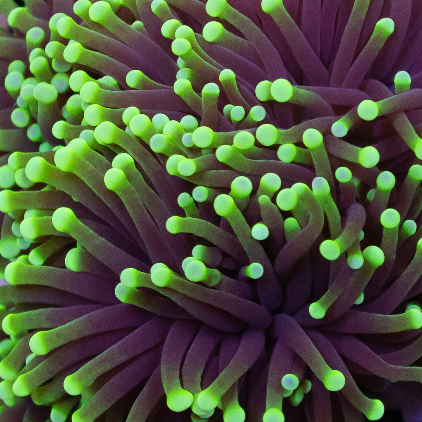 Torch - Ocean Reefs Marine Aquariums