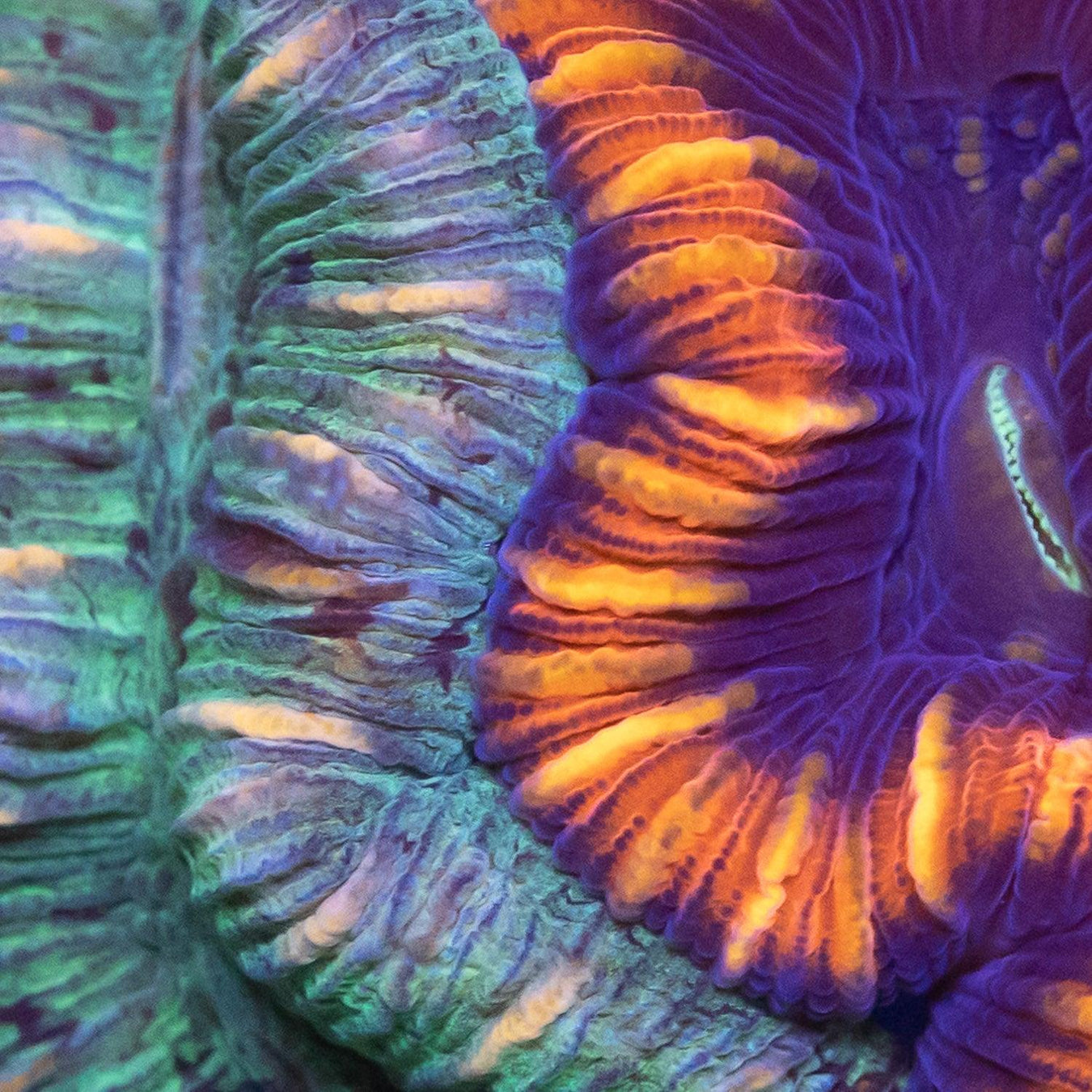 Trachys - Ocean Reefs Marine Aquariums