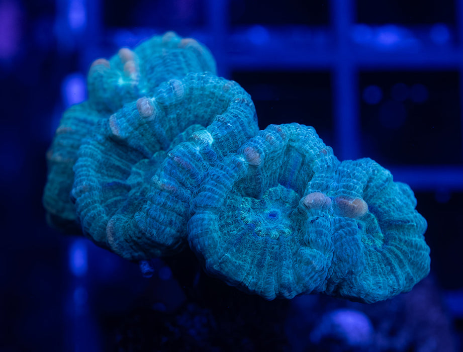 Candy Cane Coral