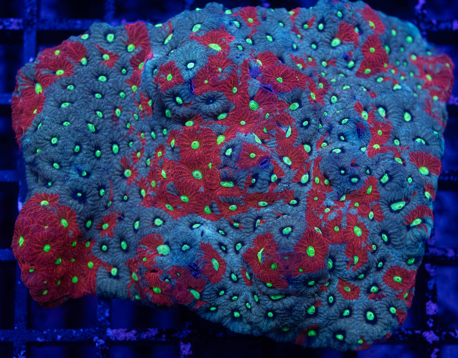 Warcoral
