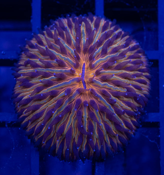 Orange Sand Dome Fungia