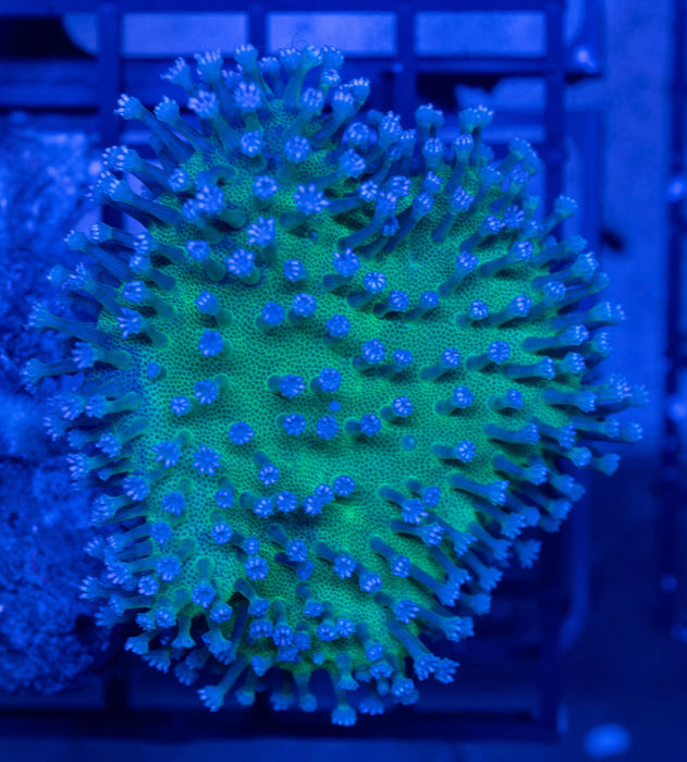 QLD Green Base Lobophytum