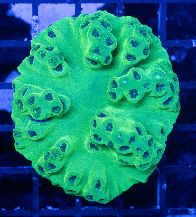 Toxic Green Cup Coral