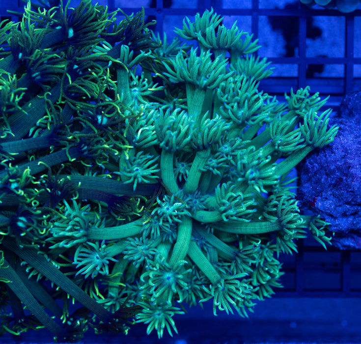 QLD Green Goni Stokesi