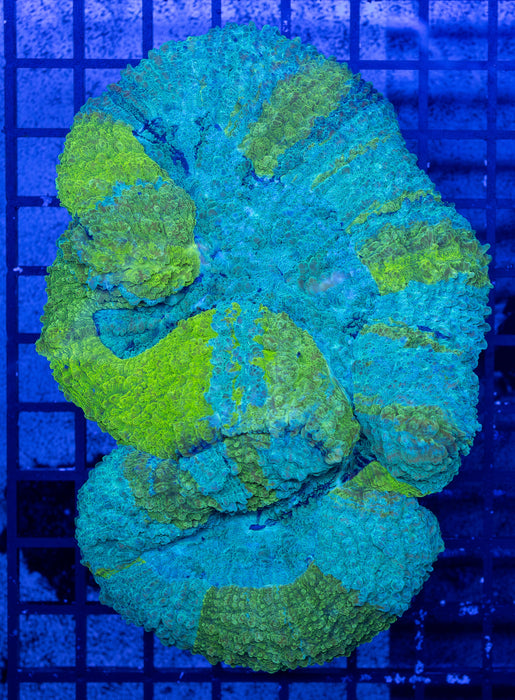 Aquablue Lobo Robusta