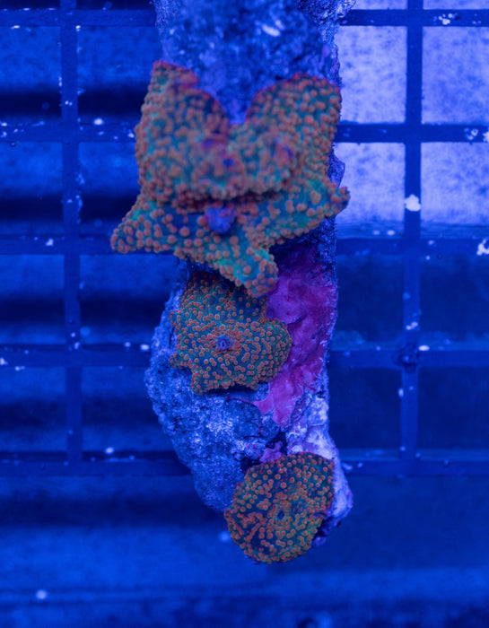 QLD Orange Spot Morphs