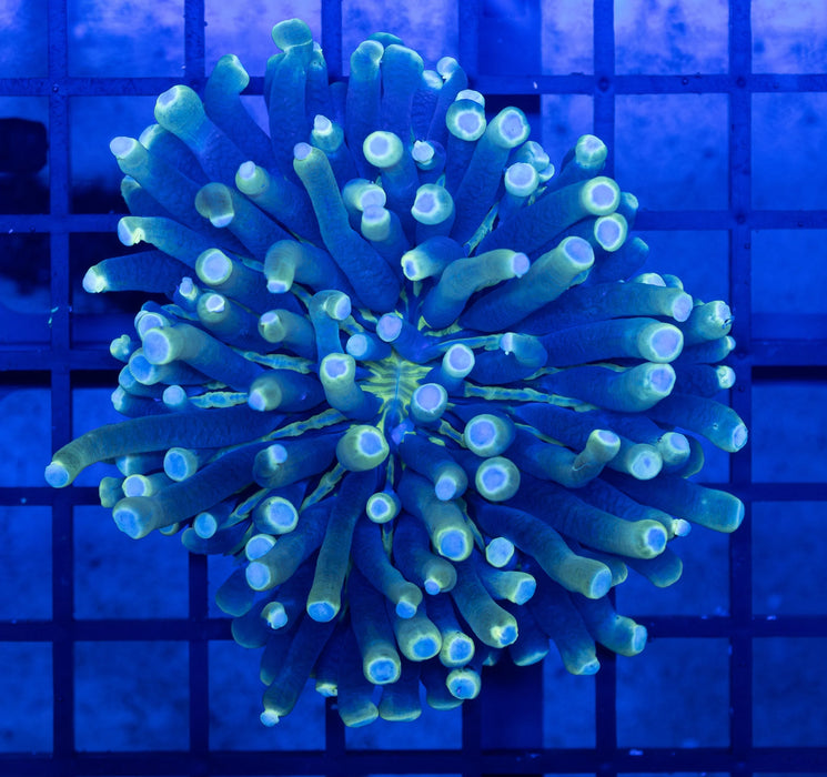 QLD Gold Tip Heliofungia