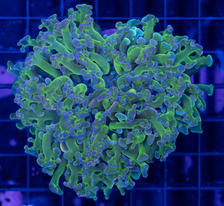 Ultra Reverse Hammer