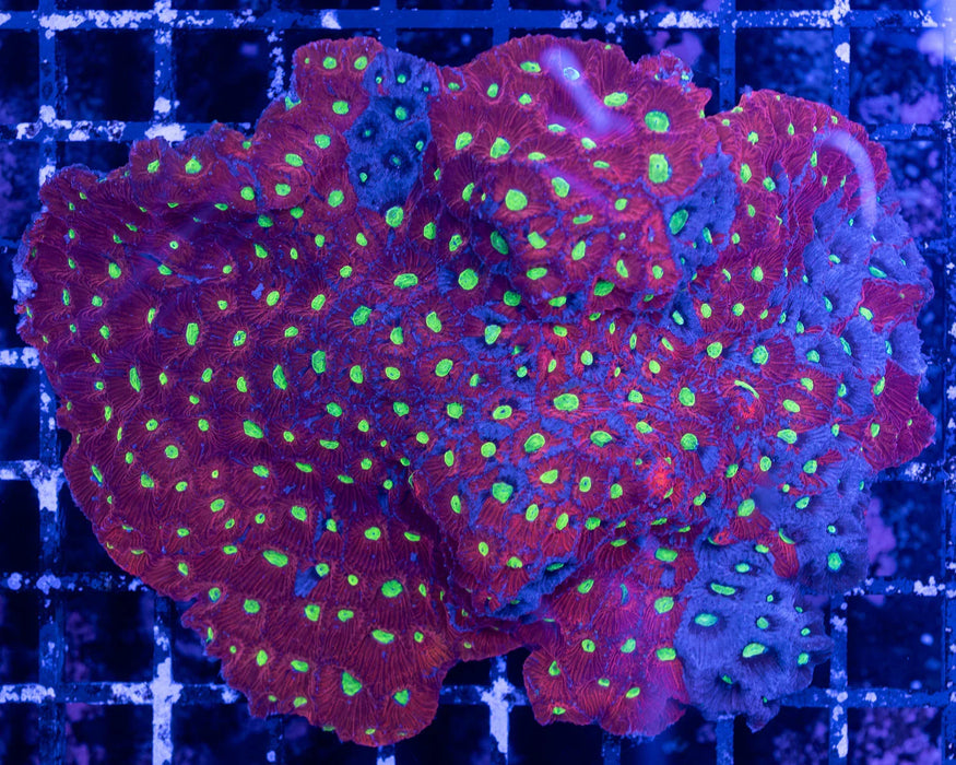 Warcoral