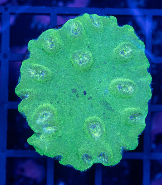 Green Cup Coral