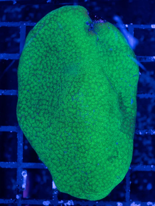Leaf Green Porites