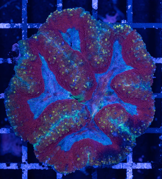 Red and Green Symphillia