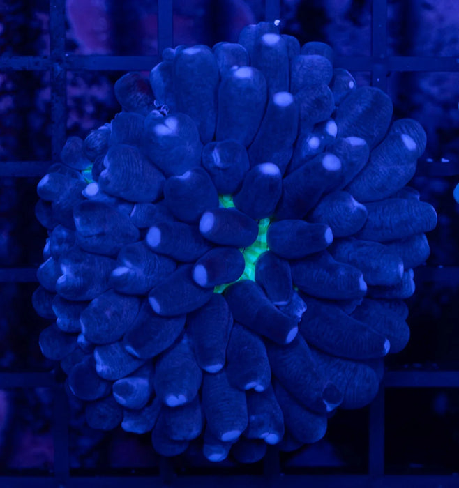 Green Base Heliofungia