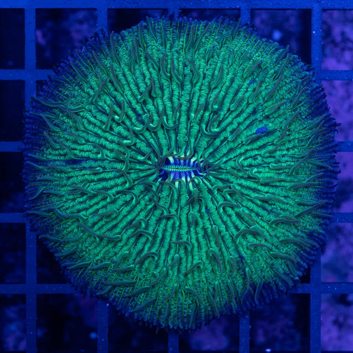 Green Fungia