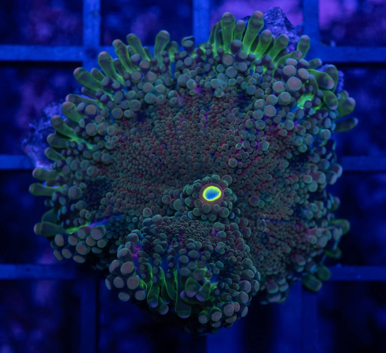 Multicolour Ricordea