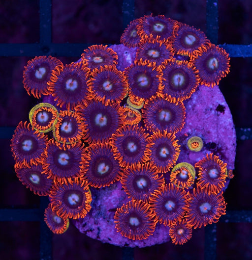 Fire and Ice Zoa Frag - Ocean Reefs Marine Aquariums