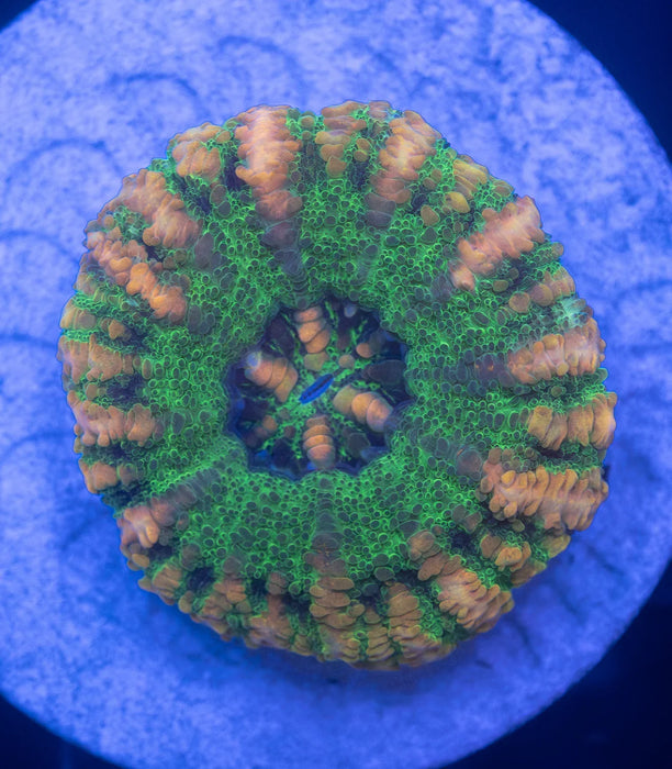 Assorted WA Button Scoly Pack