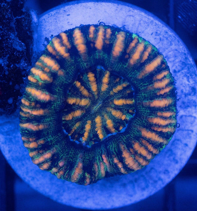 Assorted WA Button Scoly Pack