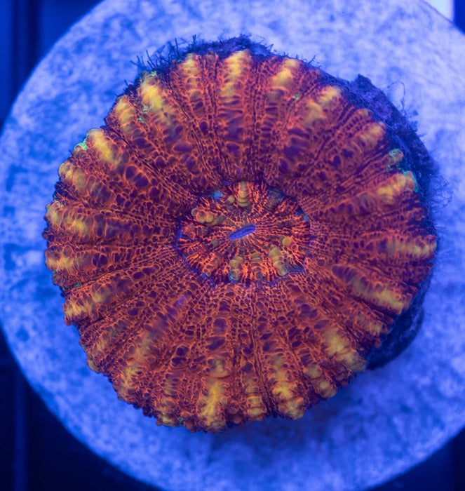 Assorted WA Button Scoly Pack