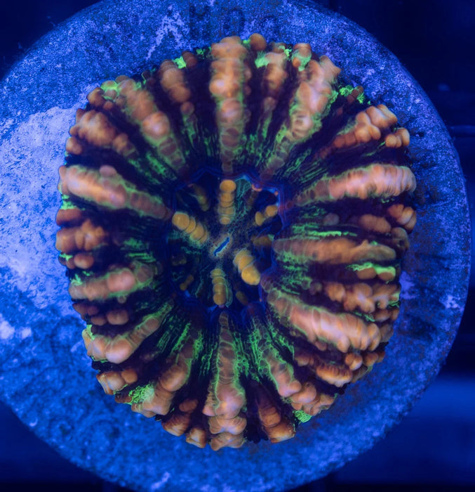 Assorted WA Button Scoly Pack