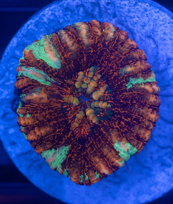 Assorted WA Button Scoly Pack