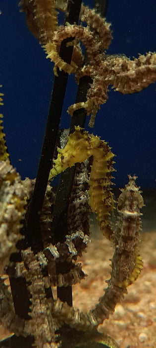 Captive Bred Yellow Angustus Seahorses