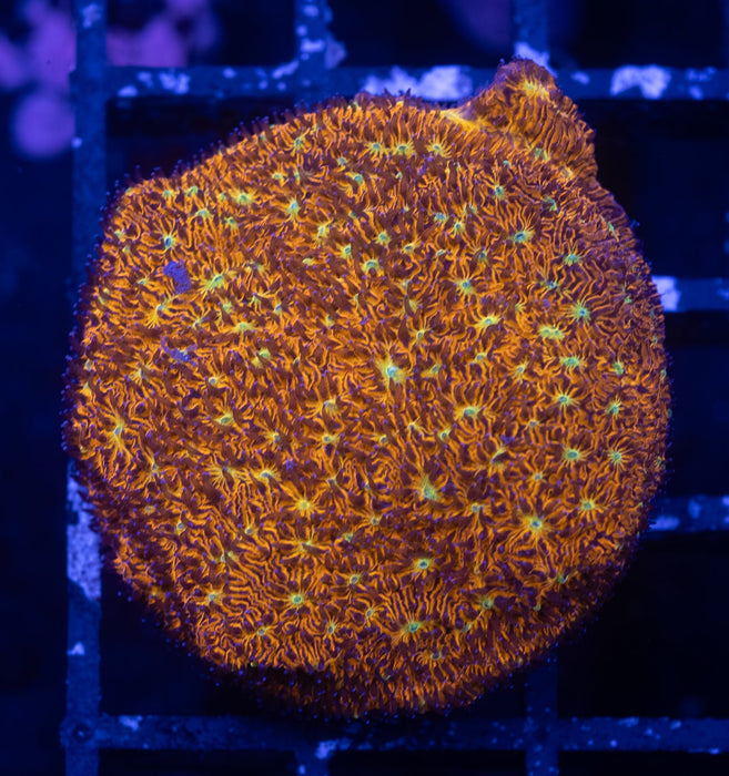 Orange Eye Leptoseris Frag