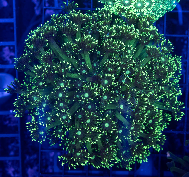 Emerald Green Goni Stokesi