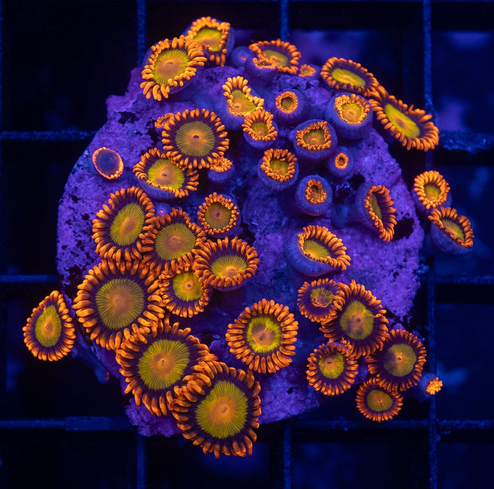 Mandarin Zoas