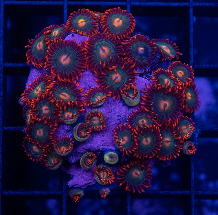 Gatorade Zoas