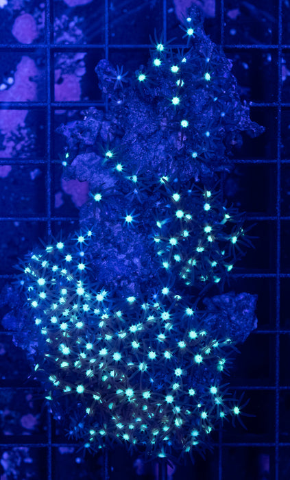 Green Center Star Polyp