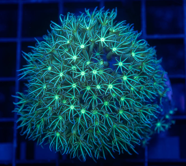 Green Star Polyp