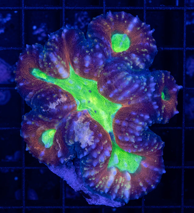 Toxic Green Pachysepta