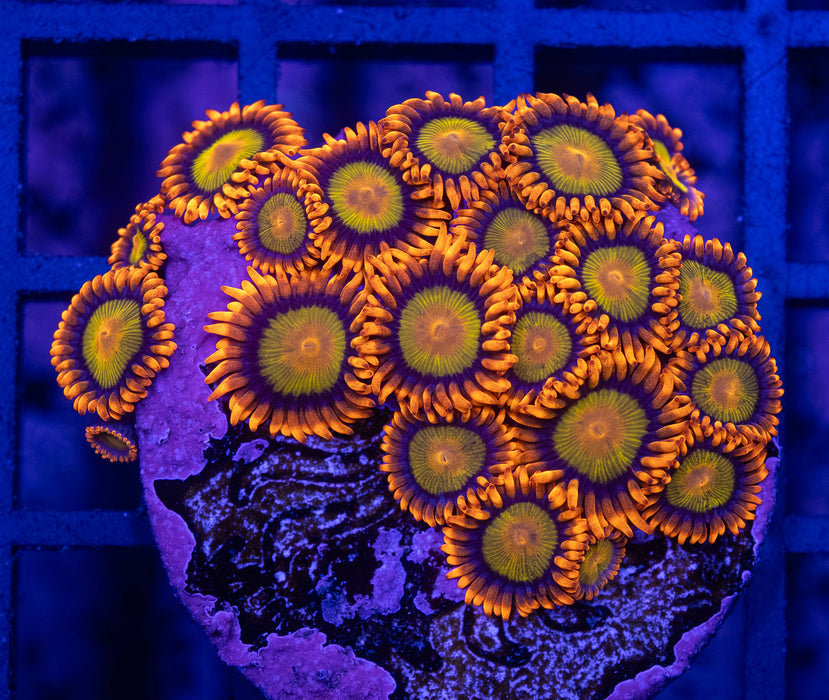 Mandarin Zoas