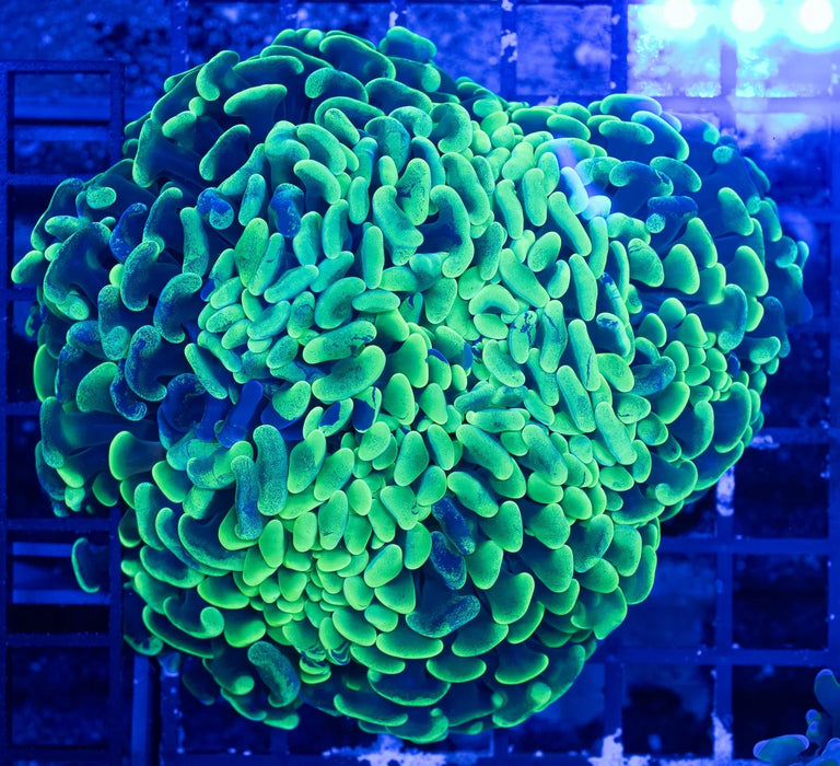 QLD Motteled Green Branching Hammer