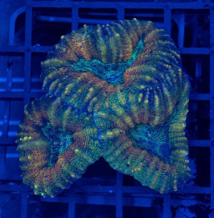 QLD Tiger Stripe Acan Pachysepta