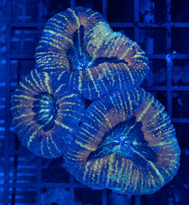 Blotchy Acan Pachysepta