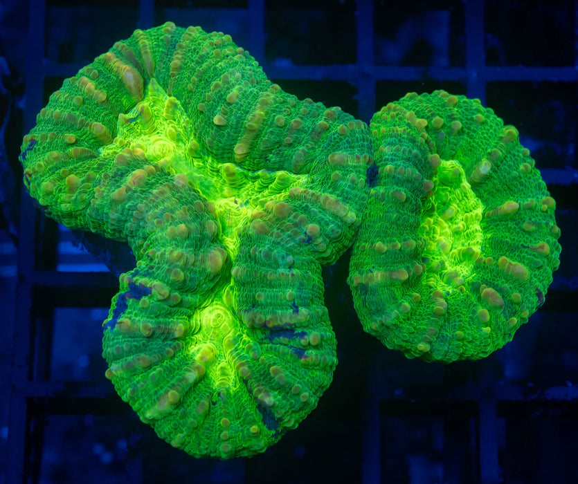 QLD Hulk Green Acan Pachysepta