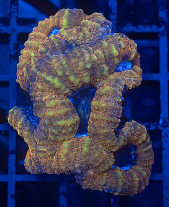 QLD Orange Acan Pachysepta