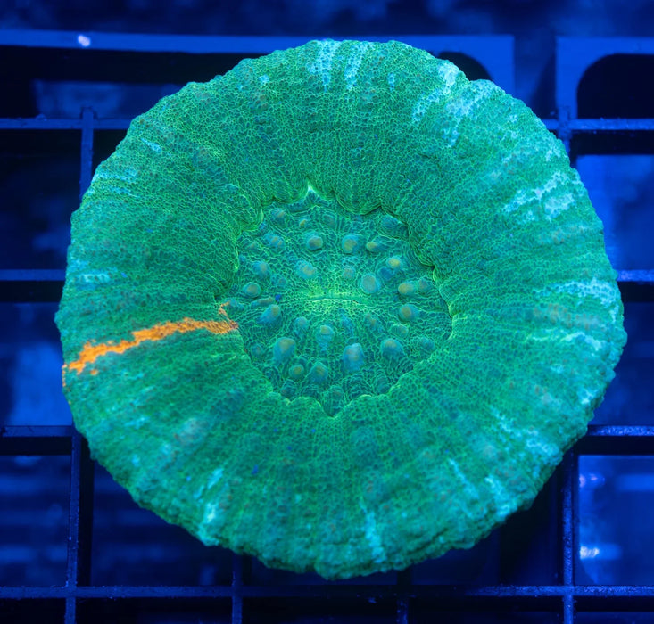 QLD Green Apple Scoly