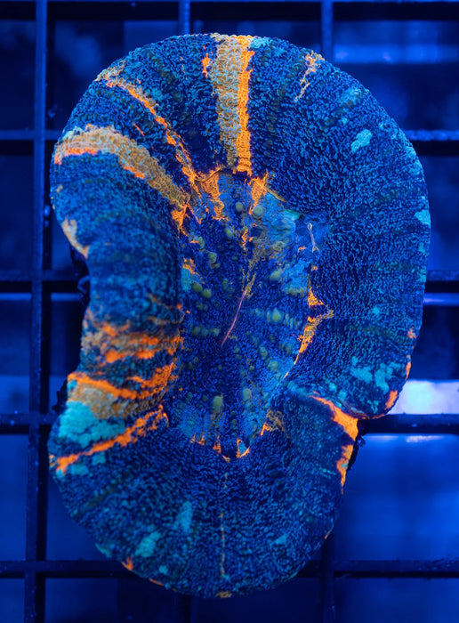 QLD Frosted Warpaint Scoly