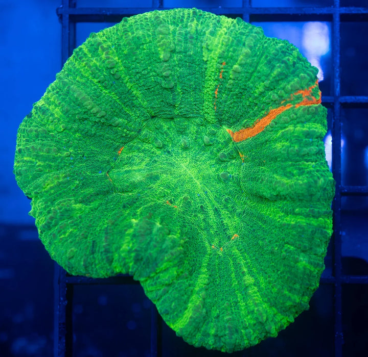 QLD Green Apple Scoly