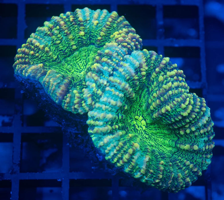 QLD Forest Green Acan Pachysepta