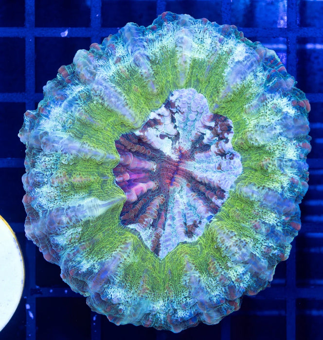 QLD Frosted Green Desh